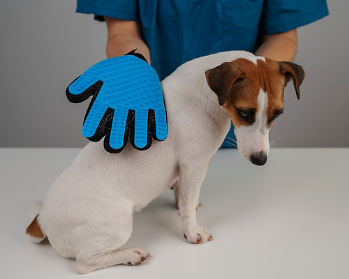 포토 JPG 해외이미지 손 장갑 털 신체부위 뷰티 귀여움 이발 빗질 잭러셀테리어 다듬기 해외202309 해외포토 잡화 컨셉 모션 사람 테리어 파일형식