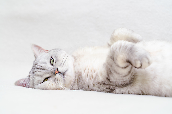 포토 JPG 해외이미지 한마리 근접촬영 사람없음 눕기 귀여움 고양이 회색 잠 반려묘 스코티쉬스트레이트 해외포토 1 뷰포인트 컬러 컨셉 포유류 모션 반려동물 파일형식