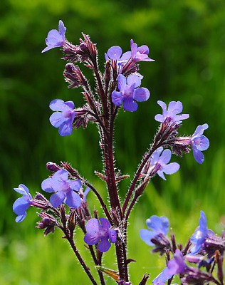 포토 JPG 해외이미지 식물 꽃 백그라운드 꽃무늬 자연 사람없음 파란색 뷰티 정원 보라색 봄 들꽃 벚꽃 묘사 식용 해외202309 해외포토 계절 컬러 무늬 생태계 파일형식