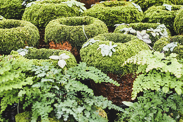 포토 JPG 해외이미지 나무 식물 디자인 계절 공원 꽃 아시아 컬러 백그라운드 잎 패턴 자연 이끼 풍경 사람없음 야외 장식 초록색 여름 뷰티 환경 정원 봄 산책 성장 덮개 신선 도자기 달콤 냄비 숲 원예 질감 아로마 내추럴 해외202309 해외포토 공공시설 나라 무늬 휴식 취미 뚜껑 맛 솥 생태계 파일형식