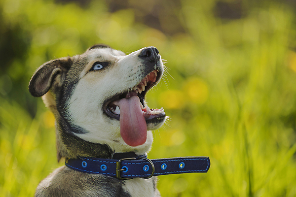 포토 JPG 해외이미지 전신 동물 응시 계절 공원 행복 야생동물 포즈 백그라운드 포유류 자연 주택 털 흑백 앉기 사람없음 야외 빨간색 파란색 반려동물 뷰티 갈색 머리 우정 회색 추위 흰색 닫기 개 송곳니 기르기 시베리아 유래 총구 순혈 해외202309 해외포토 시선 공공시설 감정 컬러 모션 촬영기법 건물 신체부위 친구 치아 생태계 돌봄 파일형식