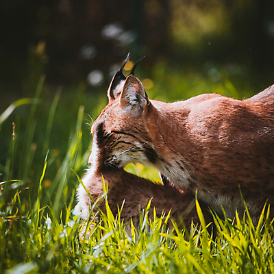포토 JPG 해외이미지 동물 계절 행복 야생동물 새끼 장난 포유류 자연 생물 수염 털 종류 사람없음 야외 목재 초록색 뷰티 평화 고양이 시골 표현 아기 점 숲 큼 모피 호기심 육식동물 솜털 경보 돌봄 웅장함 스라소니 접근 해외202309 해외포토 나무 감정 컬러 컨셉 재료 모션 사람 반려동물 크기 생태계 파일형식