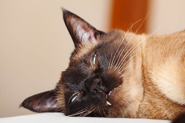 포토 JPG 해외이미지 동물 얼굴 백그라운드 장난 포유류 태국 털 사람없음 파란색 반려동물 뷰티 갈색 귀여움 고양이 흰색 작음 악마 솜털 노려봄 기르기 유래 순혈 해외202309 해외포토 아시아 컬러 컨셉 표정 신체부위 크기 돌봄 파일형식