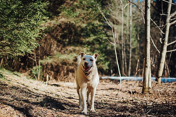 포토 JPG 해외이미지 동물 라이프스타일 공원 행복 백그라운드 장난 포유류 자연 놀이 건강 실험 사람없음 야외 초록색 반려동물 뷰티 맑음 검은색 봄 산책 하이킹 개 리트리버 강아지 숲 래브라도리트리버 쉬는시간 송곳니 기르기 동반자 유래 순혈 해외202309 해외포토 계절 공공시설 감정 컬러 레저 날씨 휴식 생활 치아 생태계 돌봄 파일형식