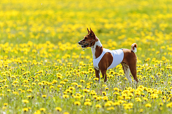 포토 JPG 해외이미지 동물 공원 행복 스포츠 셔츠 밭 포유류 모션 자연 놀이 건강 사람없음 야외 초록색 달리기 햇빛 뷰티 우주 정원 맑음 점프 검은색 경쟁 에너지 레이싱 잡기 개 유혹 강의 테리어 속도 호기심 사냥 사냥개 섬광 순간 순혈 해외202309 해외포토 레이스천 공공시설 감정 컬러 컨셉 상의 농업 날씨 시합 태양 직물 생태계 파일형식