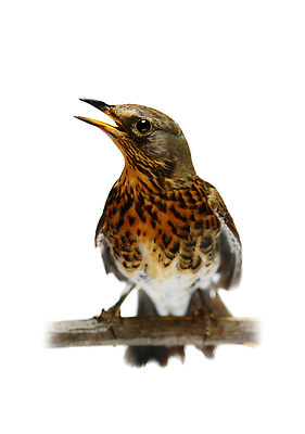 포토 JPG 해외이미지 여자 야생동물 음식 오렌지 자연 조류 앉기 사람없음 반려동물 갈색 노란색 회색 흰색 나뭇가지 막대기 깃털 싱글 꼬리 봉 내추럴 고립 동물상 삼림지대 해외202309 해외포토 나무 동물 컬러 과일 모션 사람 조형물 숲 생태계 파일형식