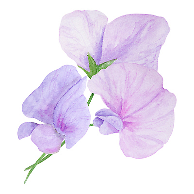 JPG 해외이미지 잎 일러스트 사람없음 장식 보라색 우아함 라일락 엘리먼트 해외202309 해외일러스트 식물 꽃 컬러 컨셉 파일형식