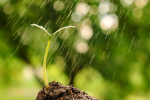 포토 JPG 해외이미지 식물 계절 공원 지구 백그라운드 컨셉 농업 자연 새로움 사람없음 초록색 물 새싹 환경 정원 흙 봄 성장 물방울 절약 붓기 보호 심볼 물주기 에코 유기농 원예 스프레이 먼지 분무기 땅바닥 모종 밭일 스프링쿨러 심기 처음 해외202309 해외포토 자연요소 웰빙 공공시설 산업 컬러 모션 바닥 취미 생태계 파일형식