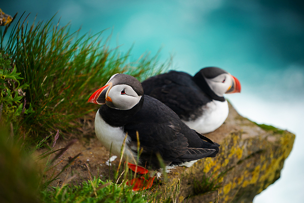 포토 JPG 해외이미지 동물 꽃 야생동물 음식 바다 섬 여행 캐나다 조류 노르웨이 아이슬란드 풍경 사람없음 물 여름 수영 절벽 6월 빙하 아일랜드 식민지 피오르 펨브룩셔 해외202309 해외포토 자연요소 식물 계절 유럽 북아메리카 수상스포츠 날짜 지형 파일형식