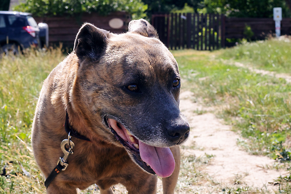 포토 JPG 해외이미지 동물 1 계절 공원 남자 얼굴 밭 포유류 자연 성인 사람없음 야외 반려동물 뷰티 갈색 시골 개 송곳니 동반자 유래 카피스페이스 순혈 해외202309 해외포토 공공시설 컬러 농업 사람 신체부위 공백 치아 생태계 파일형식