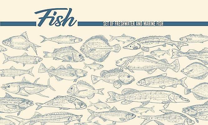 EPS 해외이미지 영어 일러스트 캘리그라피 종류 어류 사람없음 다양 빈티지 라인아트 해산물 해외202309 해외일러스트 문자 선 다수 컨셉 수중동물 파일형식 벡터