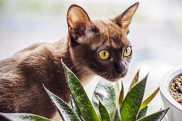 포토 JPG 해외이미지 화분 화초 사람없음 갈색 귀여움 고양이 해외202309 해외포토 식물 컬러 컨셉 포유류 반려동물 파일형식