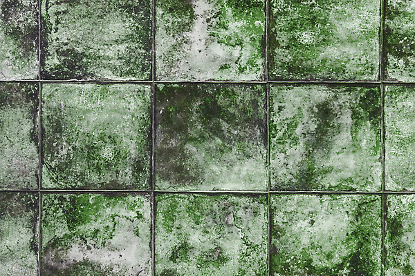 포토 JPG 해외이미지 식물 디자인 외관 벽 컬러 백그라운드 패턴 건축양식 자연 벽지 표면 날씨 추상 주택 이끼 사람없음 건물 초록색 회색 젖음 촉촉함 수확 시골 거친 타일 질감 복고 시멘트 내추럴 곰팡이 구식 그런지 엘리먼트 옛날 콘크리트 효과 해외202309 해외포토 건축물 건축 무늬 농업 생태계 파일형식