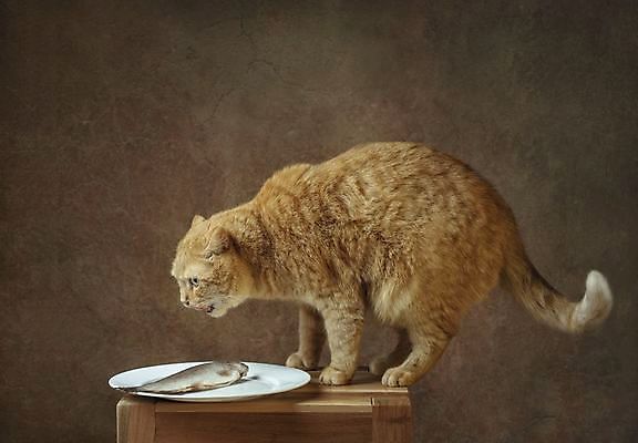 포토 JPG 해외이미지 동물 응시 컬러 백그라운드 거실 오렌지 장난 포유류 자연 털 실내 앉기 사람없음 반려동물 뷰티 귀여움 고양이 흰색 작음 모피 호기심 솜털 생강 건강식 고립 카피스페이스 순혈 해외202309 해외포토 시선 감정 음식 컨셉 채소 과일 모션 내부 공백 크기 생태계 파일형식