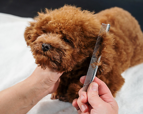 포토 JPG 해외이미지 손 신체부위 뷰티 귀여움 이발 푸들 빗질 다듬기 애견빗 해외202309 해외포토 컨셉 모션 사람 개 애견용품 파일형식