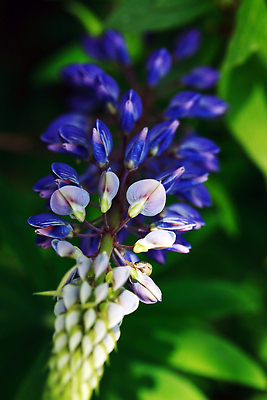 포토 JPG 해외이미지 식물 꽃잎 꽃 줄기 백그라운드 컨셉 잎 밭 자연 친절 종류 사람없음 야외 여름 뷰티 환경 정원 들꽃 자유 성장 벚꽃 나뭇가지 신선 개화 숲 원예 생태학 해외202309 해외포토 나무 계절 교육 농업 취미 생태계 파일형식
