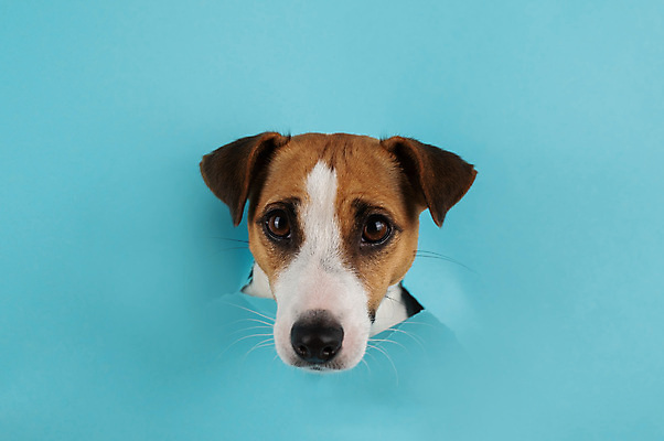 포토 JPG 해외이미지 응시 사람없음 파란색 반려동물 구멍 개 강아지 잭러셀테리어 해외202309 해외포토 동물 시선 컬러 포유류 테리어 파일형식