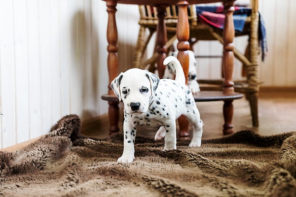 포토 JPG 해외이미지 동물 1 응시 행복 얼굴 컨셉 포유류 놀이 바닥 주택 털 함께함 사람없음 야외 반려동물 갈색 검은색 기쁨 흰색 점 개 강아지 모피 사냥 솜털 수의사 송곳니 거짓말 고립 기르기 달마시안 돌봄 동반자 유래 순혈 해외202309 해외포토 시선 감정 컬러 모션 건물 신체부위 의사 치아 파일형식