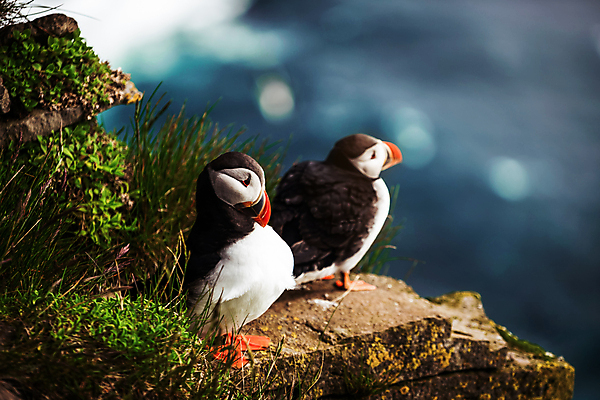 포토 JPG 해외이미지 동물 꽃 야생동물 음식 바다 섬 여행 캐나다 조류 노르웨이 아이슬란드 풍경 사람없음 물 여름 수영 절벽 6월 빙하 아일랜드 식민지 피오르 펨브룩셔 해외202309 해외포토 자연요소 식물 계절 유럽 북아메리카 수상스포츠 날짜 지형 파일형식