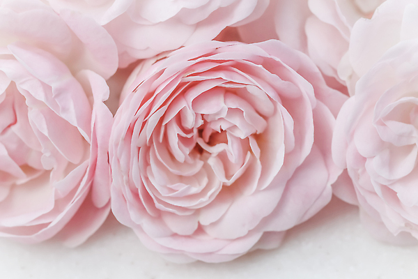 포토 JPG 해외이미지 식물 디자인 계절 꽃잎 꽃 분홍색 컬러 백그라운드 컨셉 꽃무늬 자연 결혼식 추상 휴가 사람없음 빛 뷰티 장미 환경 정원 봄 수확 성장 벚꽃 흰색 신선 신용카드 개화 선택 질감 복고 초대 부드러움 내추럴 해외202309 해외포토 결혼 무늬 농업 금융 감각 생태계 파일형식