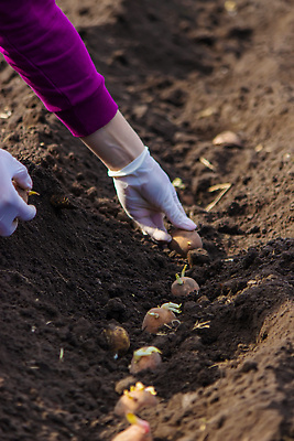 포토 JPG 해외이미지 식물 손 계절 지구 음식 밭 농업 채소 자연 감자 건강 씨앗 사람없음 야외 농작물 농장 새싹 정원 흙 봄 수확 성장 시골 신선 묘사 준비 유기농 원예 날것 먼지 내추럴 땅바닥 모종 밭일 생태학 심기 파종 세련 해외202309 해외포토 웰빙 교육 산업 모션 바닥 취미 신체부위 농사 생태계 파일형식