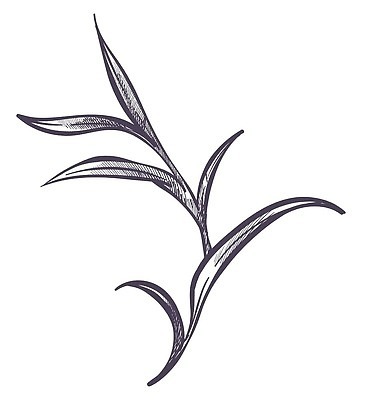 EPS 해외이미지 나무 식물 디자인 배너 계절 꽃 꽃다발 잎 꽃무늬 일러스트 자연 흑백 미술 장식 여름 유행 정원 화환 봄 수확 나뭇가지 클래식 스케치 허브 그림 윤곽 내추럴 구성 다육식물 엘리먼트 유칼립투스 이국적 스타일 벡터 현실 해외202309 해외일러스트 컨셉 무늬 농업 문화예술 촬영기법 생태계 파일형식