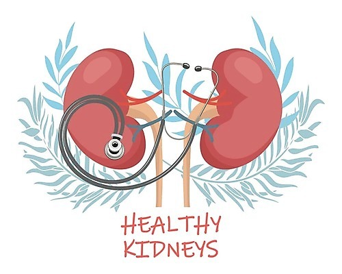 EPS 해외이미지 잎 일러스트 청진기 건강 사람없음 건강관리 신장 해외202309 해외일러스트 식물 의료기기 관리 비뇨기관 파일형식 벡터