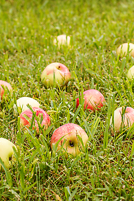 포토 JPG 해외이미지 계절 음식 컬러 백그라운드 농업 과일 자연 건강 사람없음 야외 빨간색 초록색 여름 정원 수확 가을 신선 달콤 사과 유기농 내추럴 땅바닥 숙성 채식주의자 맛있는 해외202309 해외포토 웰빙 산업 바닥 맛 생태계 채식 파일형식