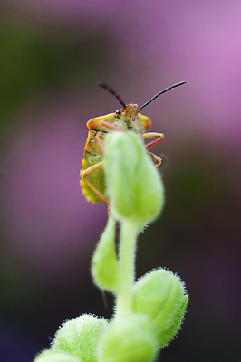 포토 JPG 해외이미지 식물 동물 계절 꽃잎 꽃 야생동물 줄기 컬러 곤충 백그라운드 꽃무늬 밭 절지류 자연 하늘 생물 무척추동물 안테나 풍경 사람없음 초록색 여름 컬러풀 뷰티 노란색 정원 봄 손상 벚꽃 용 신선 개화 벌레 자르기 딱정벌레 생물학 방패 악취 내추럴 고립 해외202309 해외포토 교육 컨셉 무늬 농업 통신 모션 생태계 냄새 파일형식