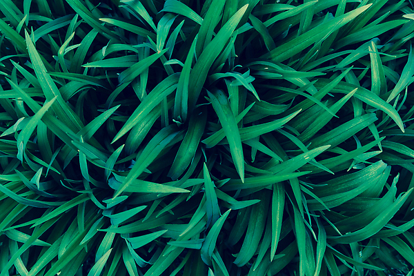 포토 JPG 해외이미지 나무 식물 디자인 계절 꽃 컬러 백그라운드 컨셉 잎 꽃무늬 패턴 자연 벽지 동화 사람없음 야외 초록색 컬러풀 뷰티 환경 정원 꿈 낭만 신선 개화 숲 신비 기적 명상 원예 공상 내추럴 해외202309 해외포토 무늬 취미 생태계 파일형식