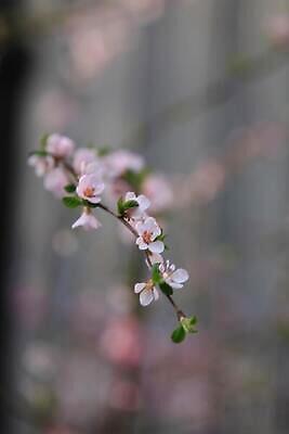 포토 JPG 해외이미지 식물 꽃잎 꽃 분홍색 사람없음 파란색 보라색 봄 들꽃 벚꽃 나뭇가지 제비꽃 라벤더 라일락 해외202309 해외포토 나무 계절 컬러 허브 파일형식