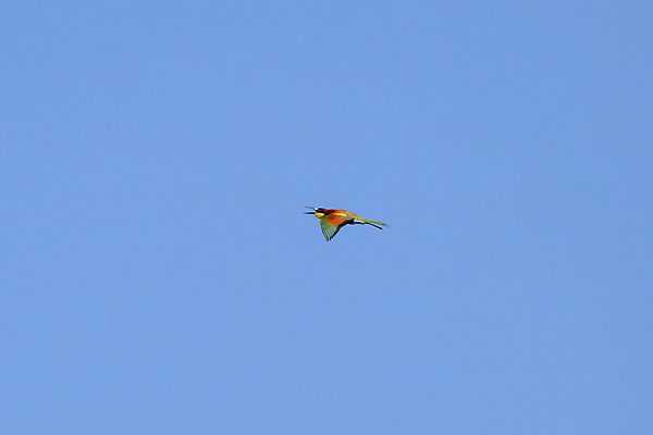 포토 JPG 해외이미지 동물 공원 유럽 야생동물 백그라운드 날개 노래 자연 조류 휴식 앉기 사람없음 야외 목재 컬러풀 뷰티 정원 황무지 벌 깃털 부리 내추럴 동물상 유라시아 해외202309 해외포토 나무 공공시설 나라 아시아 음악 컬러 곤충 컨셉 재료 모션 조형물 생태계 파일형식