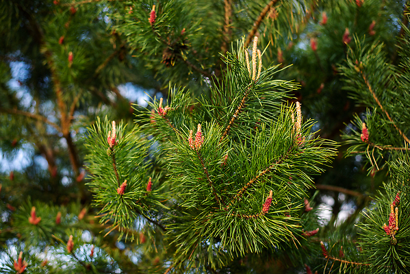 포토 JPG 해외이미지 나무 식물 계절 백그라운드 자연 하늘 사람없음 야외 목재 가로 초록색 파란색 맑음 봄 나뭇가지 신선 소나무 닫기 숲 묘사 오브젝트 질감 상록수 침엽수 전나무 내추럴 가문비나무 많음 해외202309 해외포토 컬러 컨셉 재료 모션 날씨 생태계 파일형식