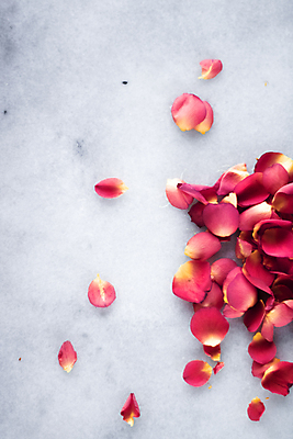 포토 JPG 해외이미지 꽃잎 분홍색 백그라운드 사람없음 장미 카피스페이스 해외202309 해외포토 꽃 컬러 공백 파일형식