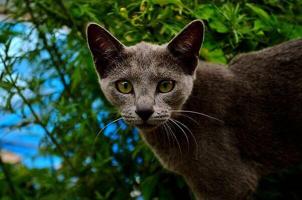 포토 JPG 해외이미지 척추동물 포유류 생물 수염 사람없음 육식동물 동물상 버미즈 해외202309 해외포토 동물 조형물 고양이 파일형식