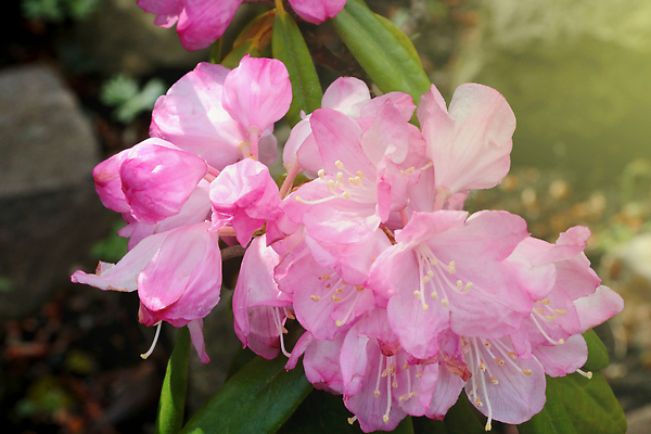 포토 JPG 해외이미지 나무 식물 계절 공원 꽃잎 꽃 섬 백그라운드 잎 꽃무늬 자연 풍경 사람없음 야외 초록색 물 여름 빛 뷰티 환경 정원 봄 낭만 벚꽃 가을 나뭇가지 신선 개화 숲 관목 부드러움 수국 내추럴 파스텔톤 해외202309 해외포토 자연요소 공공시설 컬러 컨셉 무늬 감각 생태계 파일형식