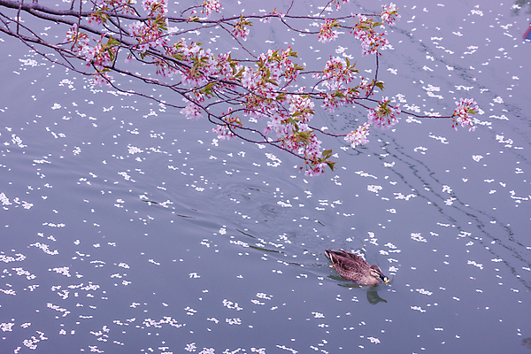 포토 JPG 해외이미지 꽃잎 물결 오리 사람없음 강 봄 벚꽃 나뭇가지 수면 벚나무 요코하마 해외202309 해외포토 나무 계절 꽃 조류 물 일본 파일형식