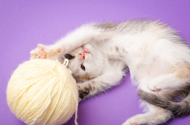 포토 JPG 해외이미지 1 응시 행복 컬러 백그라운드 장난 공 자연 놀이 털 실내 사람없음 반려동물 뷰티 보라색 고양이 흰색 아기 실 작음 솜털 해외202309 해외포토 동물 시선 감정 포유류 사람 내부 크기 생태계 파일형식