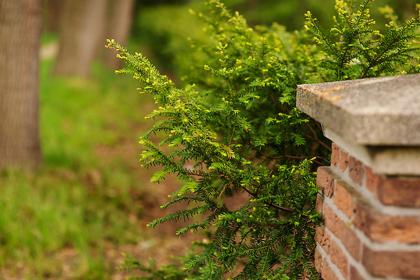 포토 JPG 해외이미지 나무 식물 계절 공원 백그라운드 잎 자연 사람없음 야외 초록색 뷰티 갈색 새싹 마을 환경 정원 봄 줄무늬 성장 나뭇가지 신선 파마 숲 자르기 유연 빗자루 심볼 유기농 뿌리 나무껍질 전나무 자작나무 내추럴 땅바닥 모종 가문비나무 해외202309 해외포토 헤어스타일 웰빙 공공시설 컬러 무늬 모션 바닥 껍질 청소도구 생태계 파일형식
