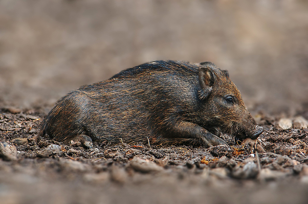 포토 JPG 해외이미지 동물 척추동물 응시 야생동물 밭 농업 포유류 가족 자연 털 돼지고기 앉기 사람없음 야외 갈색 머리 환경 줄무늬 관찰 돼지 황무지 치아 숲 위험 모피 손목시계 코 귀 진흙 사냥꾼 솜털 내추럴 대가리 동물상 삼림지대 웅장함 해외202309 해외포토 직업 시선 산업 시계 컬러 컨셉 무늬 장신구 관계 모션 육류 신체부위 조형물 소화기관 생태계 파일형식