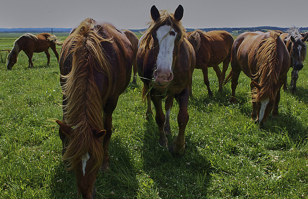 포토 JPG 해외이미지 동물 여행 백그라운드 밭 농업 포유류 자연 하늘 사람없음 야외 초록색 반려동물 뷰티 농장 갈색 머리 맑음 봄 목장 시골 그룹 승마 군중 방목 먹기 갈기 기르기 밭일 찰과상 해외202309 해외포토 계절 산업 스포츠 컬러 모션 날씨 사람 신체부위 축산업 상처 생태계 돌봄 파일형식