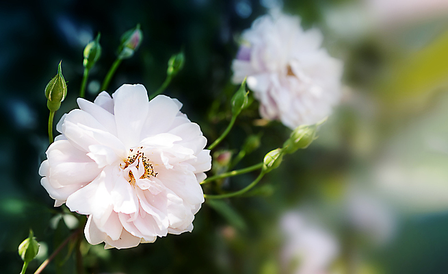 포토 JPG 해외이미지 식물 계절 꽃잎 꽃 분홍색 컬러 결혼 백그라운드 잎 꽃무늬 자연 사람없음 장식 초록색 파란색 빛 컬러풀 뷰티 장미 정원 봄 벚꽃 신선 개화 허브 원예 보케 부드러움 내추럴 해외202309 해외포토 무늬 이벤트 취미 감각 생태계 파일형식