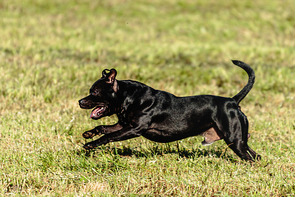 포토 JPG 해외이미지 동물 1 공원 감정 스포츠 밭 모션 놀이 건강 사람없음 야외 초록색 반려동물 달리기 뷰티 걷기 정원 점프 경쟁 에너지 게임 시골 레이싱 잡기 개 유혹 속도 사냥 송곳니 기르기 전력질주 챔피언 순혈 해외202309 해외포토 공공시설 컬러 컨셉 농업 포유류 시합 치아 돌봄 파일형식