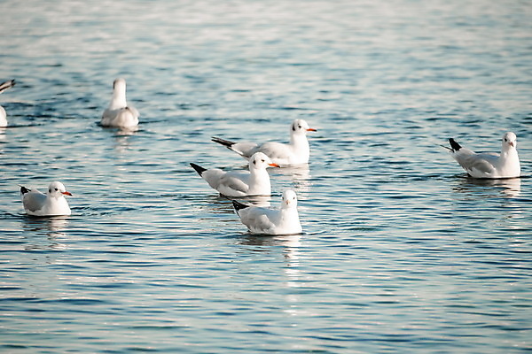 포토 JPG 해외이미지 동물 실루엣 야생동물 바다 여행 백그라운드 날개 포유류 모션 자연 갈매기 조류 하늘 낚시 어류 풍경 사람없음 야외 건물 물 여름 파란색 태양 일출 일몰 새벽 자유 저녁 돌고래 철새 느림 수평선 해외202309 해외포토 자연요소 건축물 계절 컬러 컨셉 레저 촬영기법 노을 수중동물 야간 생태계 파일형식