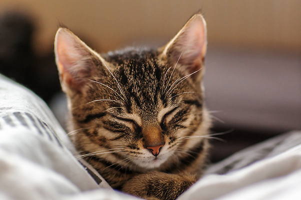 포토 JPG 해외이미지 동물 응시 야생동물 새끼 패턴 밭 포유류 자연 생물 털 동물원 앉기 사람없음 야외 뷰티 머리 환경 고양이 힘 줄무늬 관찰 점 황무지 위험 모피 사파리 손목시계 코 귀 사냥꾼 육식 솜털 주둥이 내추럴 동물상 사바나 웅장함 해외202309 해외포토 직업 시선 시계 컨셉 무늬 농업 장신구 모션 신체부위 반려동물 조형물 생태계 파일형식