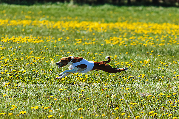 포토 JPG 해외이미지 동물 공원 행복 스포츠 셔츠 밭 포유류 모션 자연 놀이 건강 사람없음 야외 초록색 달리기 햇빛 뷰티 우주 정원 맑음 점프 검은색 경쟁 에너지 레이싱 잡기 개 유혹 강의 테리어 속도 호기심 사냥 사냥개 섬광 순간 순혈 해외202309 해외포토 레이스천 공공시설 감정 컬러 컨셉 상의 농업 날씨 시합 태양 직물 생태계 파일형식