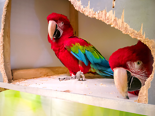 포토 JPG 해외이미지 척추동물 응시 야생동물 컬러 창문 조류 열대 동물원 말하기 대화 사람 사람없음 반려동물 스터디 컬러풀 머리 미국 활발 스마트 깃털 만족 부리 앵무새 새장 시끄러움 진홍색 멸종 브라질 남쪽 강렬 고립 동물상 멀티 아마존 지능 해외202309 해외포토 동물 시선 감정 컨셉 북아메리카 모션 신체부위 빨간색 학습 조형물 남아메리카 방향 케이지 파일형식