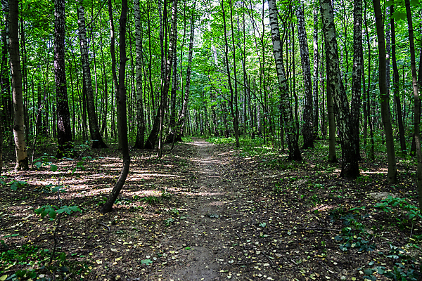 포토 JPG 해외이미지 나무 식물 공원 도로 길 컬러 여행 백그라운드 잎 벤치 건축양식 자연 하늘 휴식 거리 사람 풍경 잔디 사람없음 야외 건물 초록색 여름 파란색 빛 도시풍경 뷰티 환경 정원 맑음 봄 산책 도시 숲 오솔길 러시아 타운 일반 내추럴 랜드마크 방법 해외202309 해외포토 건축물 계절 공공시설 건축 유럽 컨셉 의자 교통시설 날씨 생태계 파일형식