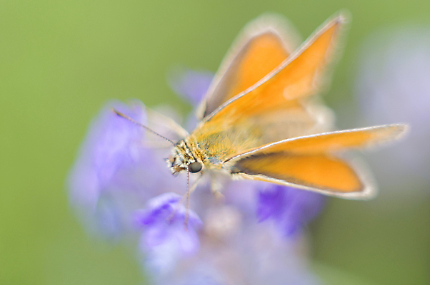 포토 JPG 해외이미지 식물 동물 꽃 야생동물 나비 곤충 백그라운드 잎 밭 날개 오렌지 자연 안테나 사람없음 야외 초록색 여름 파란색 컬러풀 뷰티 갈색 정원 보라색 봄 이탈리아 벚꽃 닫기 벌레 아로마 라벤더 나방 내추럴 동물상 수유 해외202309 해외포토 계절 유럽 컬러 농업 과일 통신 모션 조형물 허브 생태계 파일형식