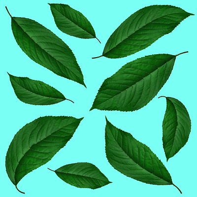 포토 JPG 해외이미지 나무 식물 1 디자인 열매 음식 백그라운드 잎 2 꽃무늬 과일 포장 자연 귤 실내 매달리기 건강 사람없음 초록색 세트 봄 흰색 나뭇가지 신선 체리 그룹 달콤 수집 레몬 싱글 유기농 질감 라임 패키지 모음 자두 정맥 고립 숙성 엘리먼트 해외202309 해외포토 웰빙 계절 꽃 컬러 무늬 모션 한글 내부 맛 생태계 혈관 파일형식